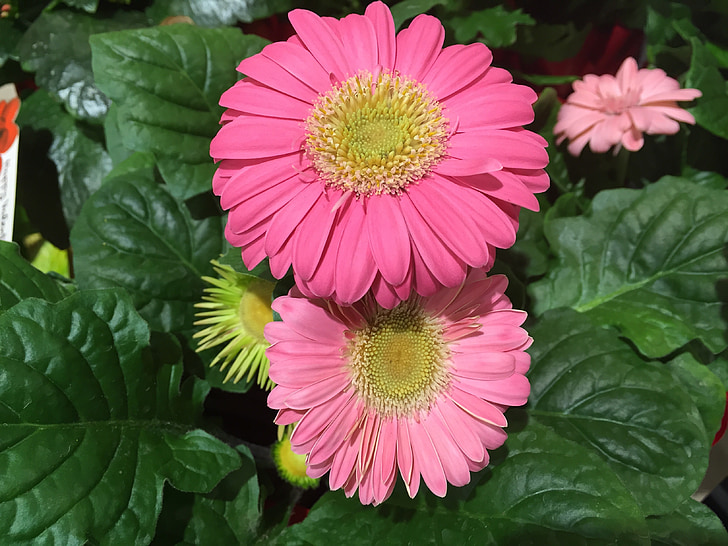 kukka, vaaleanpunainen, Gerbera daisy