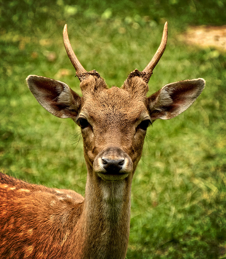 fallow deer, damtier, dama dama, female, wild animal, livestock, horned
