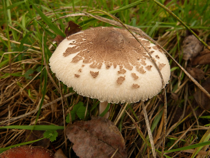houby, toxický, houby, Les, Příroda