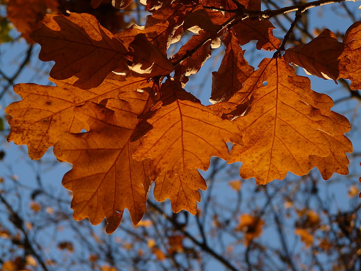 liście dębu, Dąb, Quercus, Dąb bezszypułkowy, Dąb bezszypułkowy, Dąb Winter, Złota Jesień