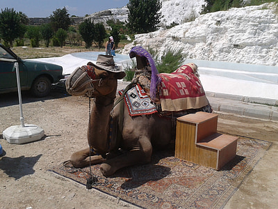 камилите, на живо, туристическа атракция, празници, езда камила, животните, обиколка