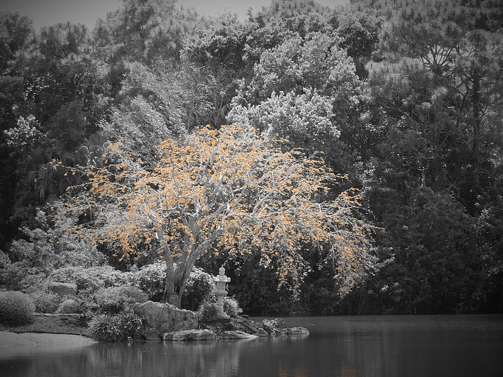 zwart-wit, boom, Tuin, Park