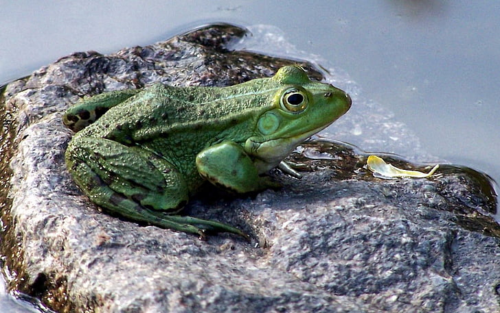 дърво жаба, в градината езеро, земноводни, едно животно, животни в дивата природа, влечуги, животните дивата природа