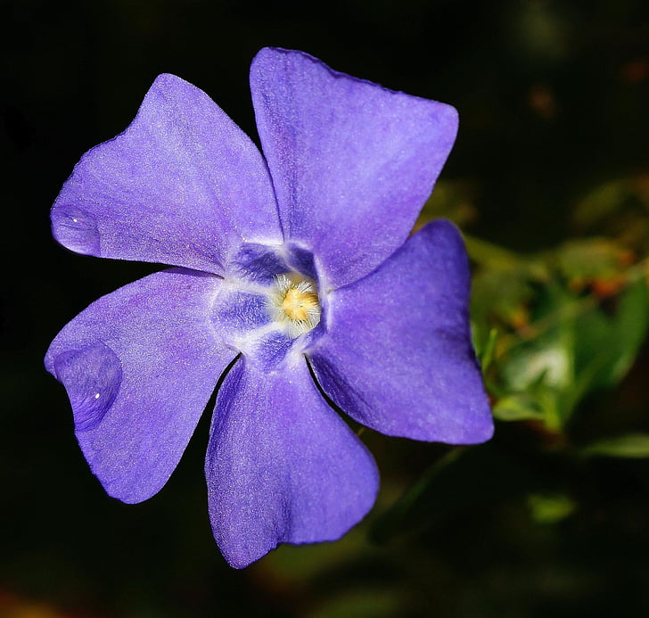 close, photography, ground, garden, nature, Periwinkle, Flower