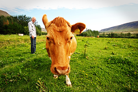 kmet, krava, Islandija, živali