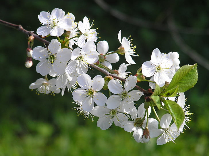 flowers, spring, nature, branch, springtime, tree, flower