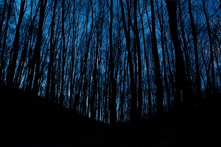fosc, Alba, capvespre, nit, paisatge, baix angle de tir, natura