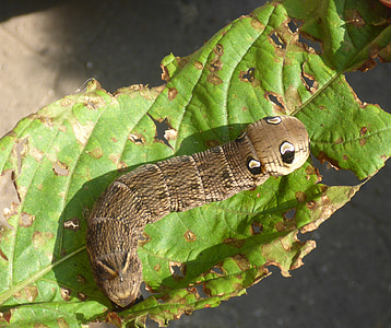 caterpillar, larva, nature, leaf, insect, worm, plant