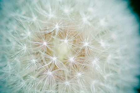 dandelion, seeds, number of lion, screen pilot, screen seeds, close, nature