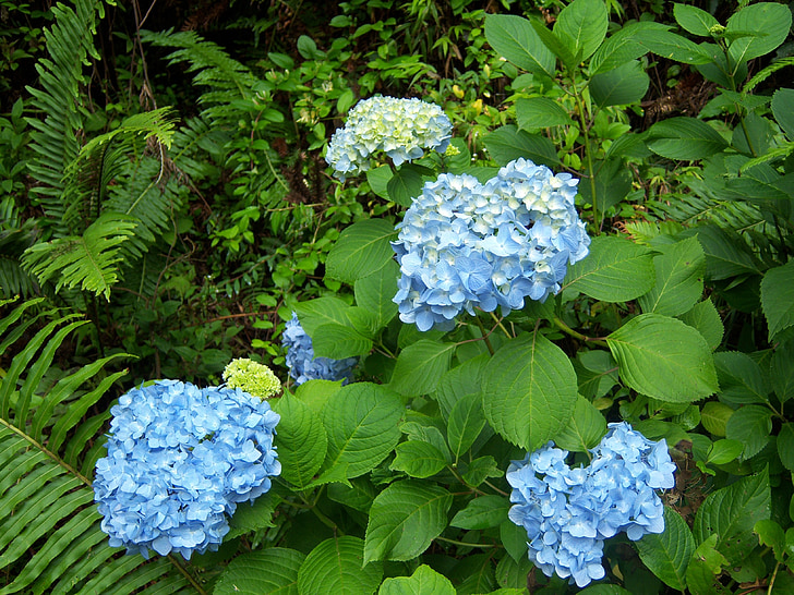 Hortenzia, virág, kék, Campos do jordão, kert