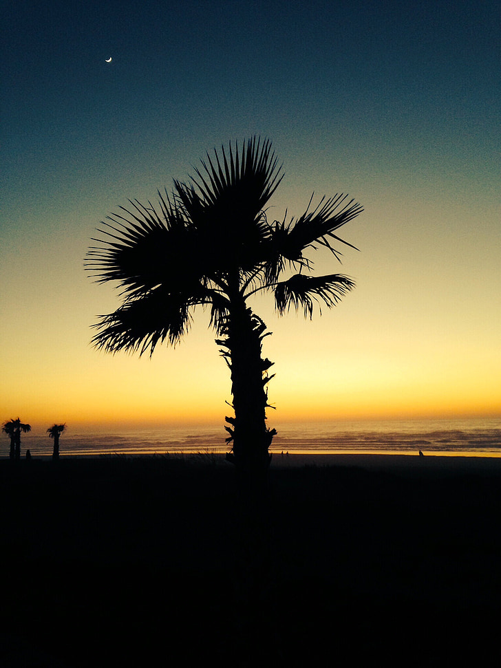 plaža, palme, more