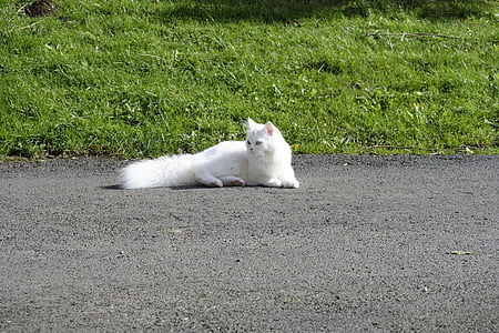 cat, domestic cat, sweet, dear, persian cat, breed cat, white