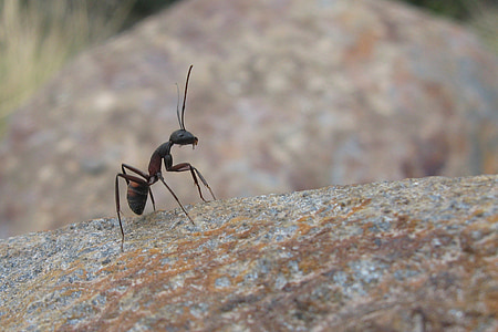 ant, insects, nature, macro