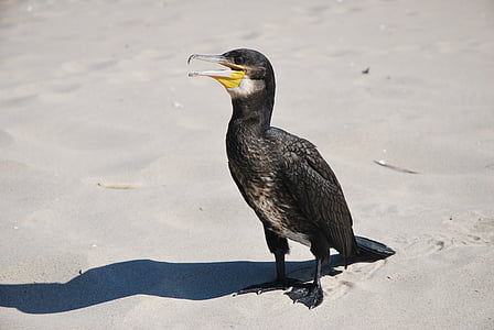 cormorant, bird, nature, animal, wildlife, sea, beak