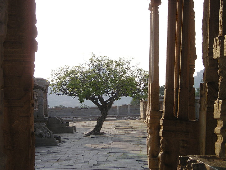 Indien, Baum, Tempel-Website, Gegenlicht, Architektur, Archäologie, Geschichte