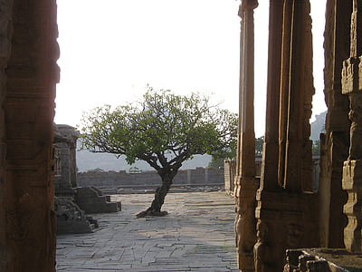 india, tree, temple site, back light, architecture, archaeology, history