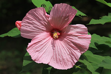 hibiscus, pink, swamp hibiscus, flower