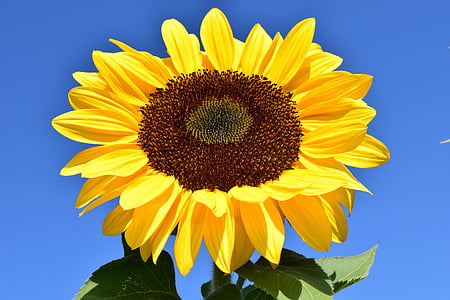 sun flower, yellow, summer, blossom, bloom, flower, nature