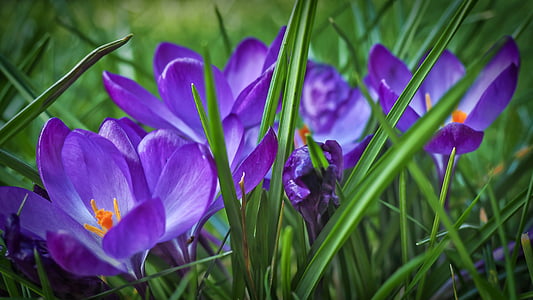 Crocus, kevään, kukka, Blossom, Bloom, violetti, Kevät kukka