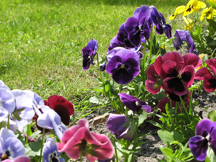fleurs, pensées, printemps, jardin, nature, fleur, Purple