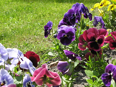 bloemen, viooltjes, lente, Tuin, natuur, bloem, paars