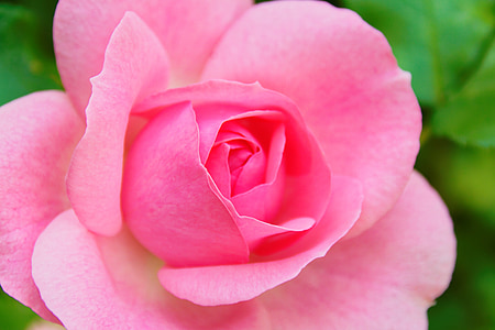 color de rosa, flor, flor, floración, flor color de rosa, rosa, naturaleza