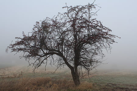 strom, mlha, opar, tajemný, bezbarvá, nálada
