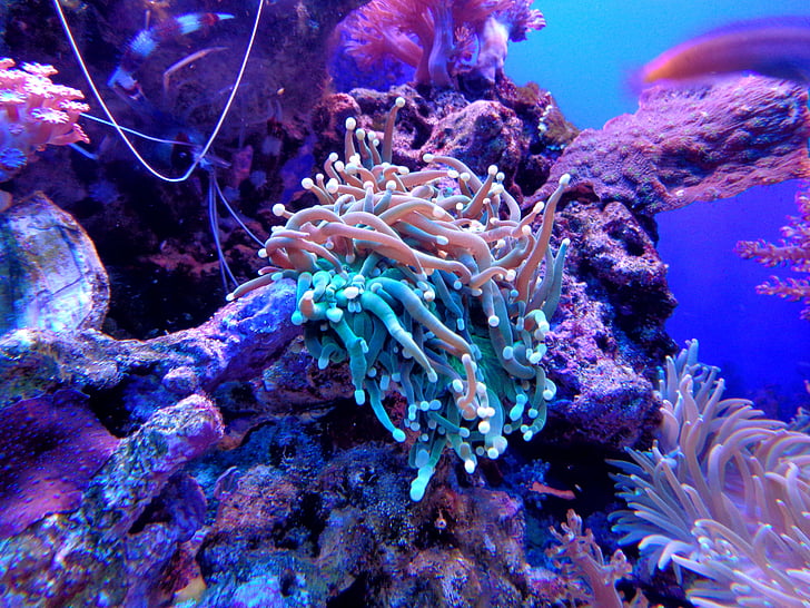 koraļļu, Anemone, koraļļu rifs, akvārijs, jūra, zivis, dzīvnieku