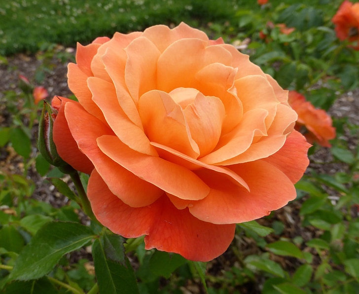 orange rose, stieg, Blume, Blüte, Farbe, Sommer
