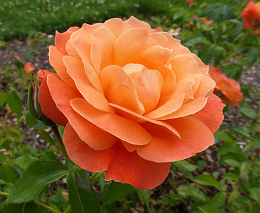 rosa arancione, rosa, fiore, Blossom, Colore, estate