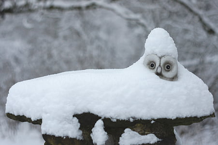 lumi, Pöllö, talvi, Tunturipöllö, valkoinen, sisustus, luminen