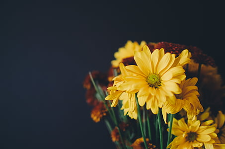 bouquet, jaune, fleur, Daisy, floral, pétale, fragilité
