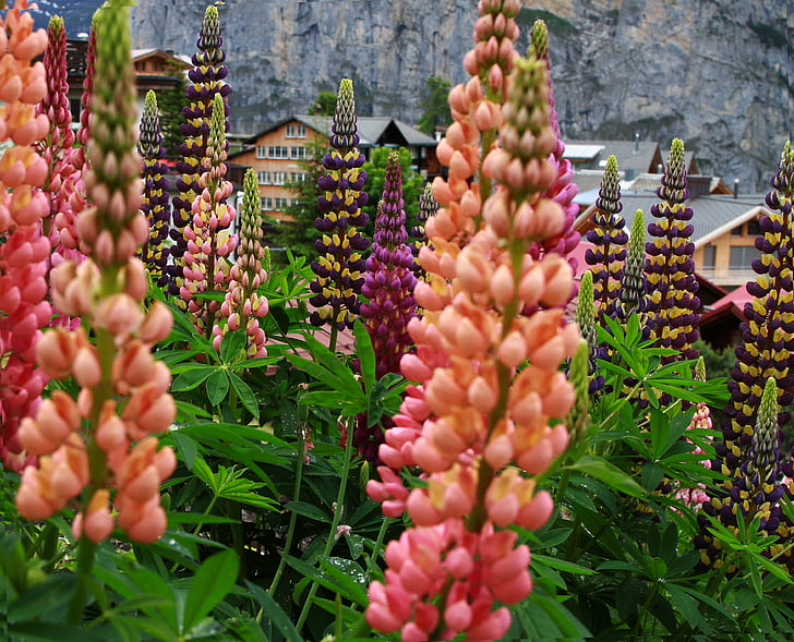 Murren Sveitsi, Lupin, kukka, oranssi kukka, vaaleanpunainen kukka, Alppien kukkia, Sveitsi