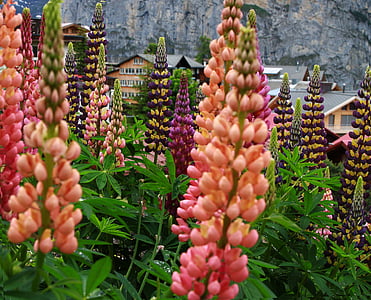 murren Швейцария, лупина, цвете, оранжево цвете, розово цвете, алпийски цветя, Швейцария