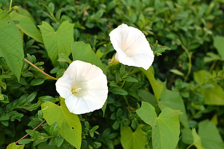 trepadeira, yunki, Branco, flor, florescendo, rastejante, flor branca