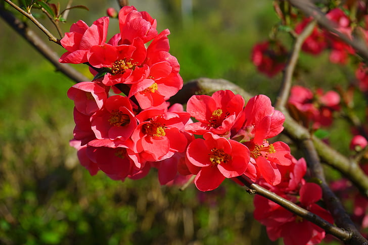 marmelo ornamental japonesa, flores, vermelho, laranja vermelha, Bush, filial, Chaenomeles japonica