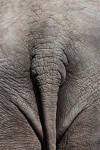 l’Afrique, africain, animal, Ass, derrière, gros, bas
