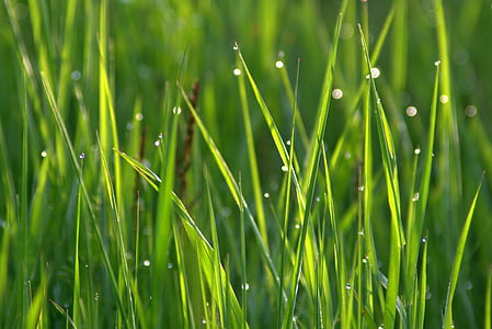 rumput, Rosa, tetes air, air, pagi, padang rumput, basah