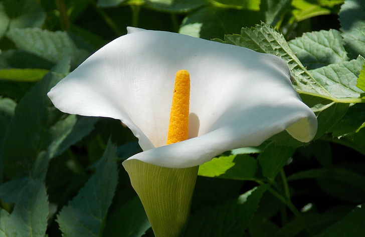 plank, flower, peace lily, vaginal sheet, blossom, bloom