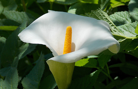 Планк, цвете, мир Лили, вагинален лист, Блосъм, Блум