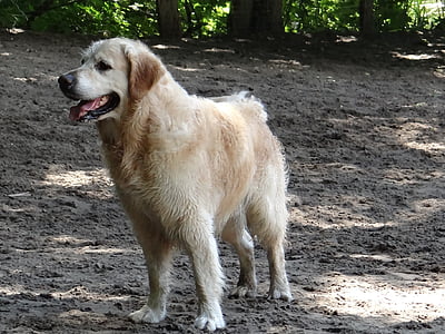 Hund, Haustier, Golden retriever, Hunderasse, zu Fuß, nassem Hund