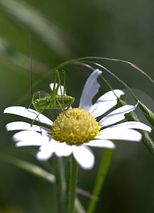 szöcske, zöld, virág, rovarok (Insecta), természet, Kamilla