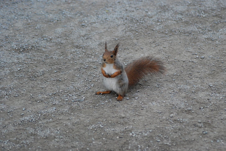 squirrel, sitting, rodent, animal, cute, mammal, tail