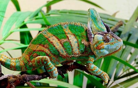 kameleont, reptil, djur, färg stänk, grön, gul, bakgrund