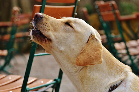 Labrador, cão, doce, uivo, Yelp, animal, animal de estimação