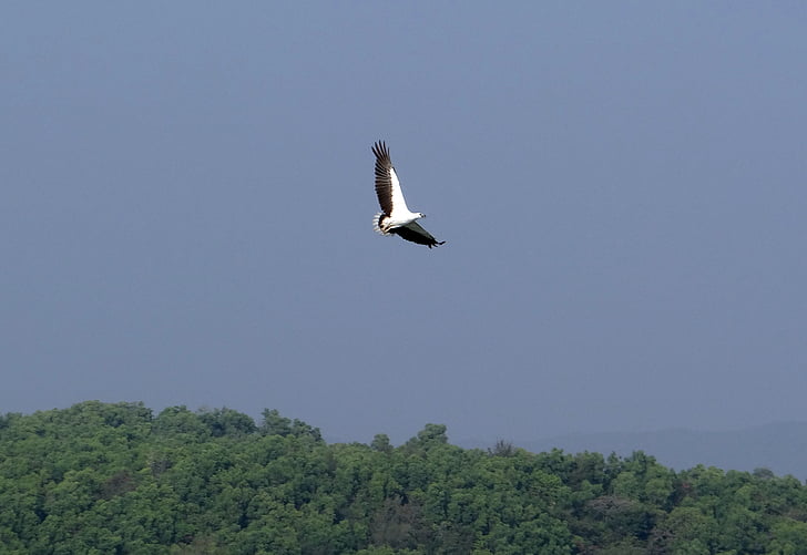 White-bellied zeearend, Haliaeetus leucogaster, wit-breasted zeearend, roofvogel, vogel, Raptor, Eagle