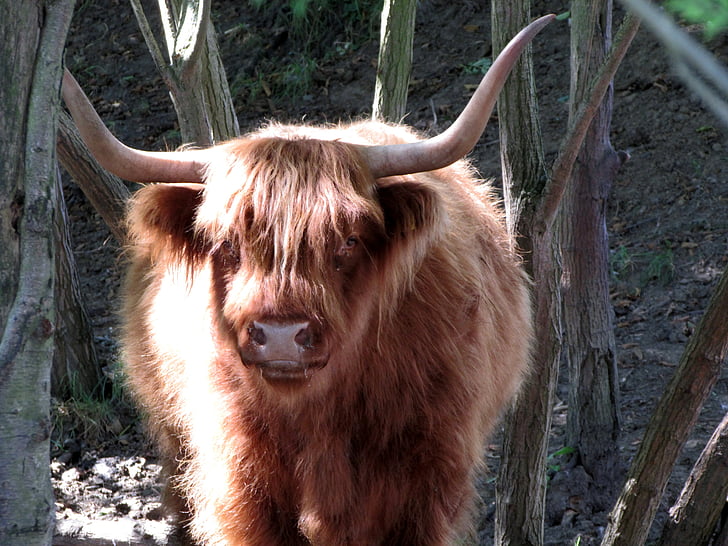 Highland longhorn, Highland naudanlihan, Karjaa, laiduntavat eläimet, eläimet, Jalkapallo, eläinten