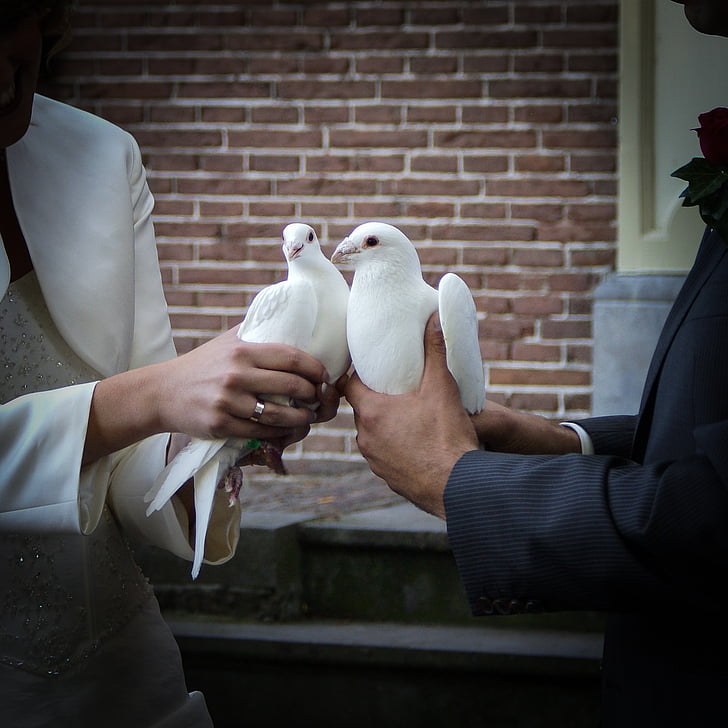 pigeons, mariage, se marier, marié, romantique, obligation, mariée