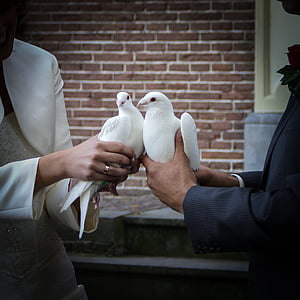 duiven, bruiloft, trouwen, bruidegom, romantische, verplichting, bruid