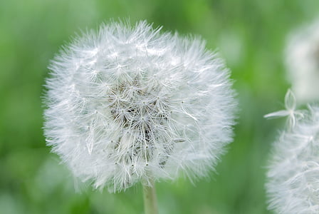dandelion, flower, pointed flower, close, nature, spring, faded